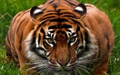 Desktop image. Animals. ID:65479