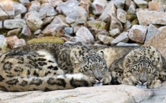 Desktop image. Animals. ID:65480
