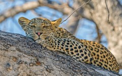 Desktop image. Animals. ID:65481