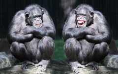 Desktop image. Animals. ID:65483