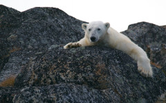 Desktop image. Animals. ID:65484