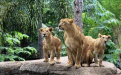 Desktop image. Animals. ID:65485