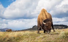 Desktop image. Animals. ID:65486