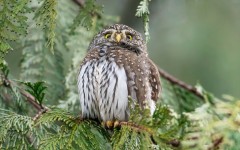 Desktop image. Animals. ID:65487