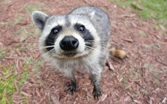 Desktop image. Animals. ID:65488