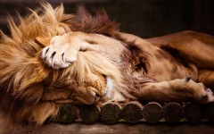 Desktop image. Animals. ID:65491