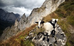 Desktop image. Animals. ID:65492