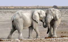 Desktop image. Animals. ID:65493