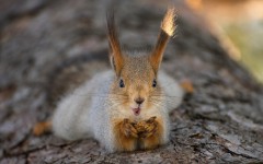 Desktop image. Animals. ID:65494