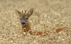 Desktop image. Animals. ID:65495