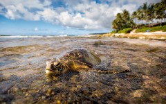 Desktop image. Animals. ID:65496