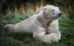 Desktop image. Animals. ID:65498
