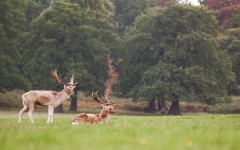 Desktop image. Animals. ID:65499