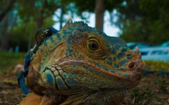 Desktop image. Animals. ID:65501