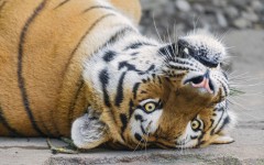 Desktop image. Animals. ID:65502