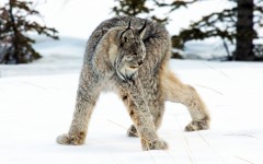 Desktop image. Animals. ID:65503