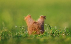 Desktop image. Animals. ID:65504