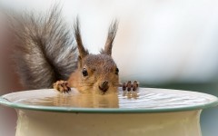 Desktop image. Animals. ID:65505