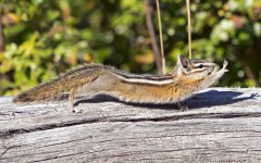 Desktop image. Animals. ID:65506