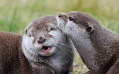 Desktop image. Animals. ID:65507