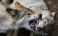 Desktop image. Animals. ID:65509