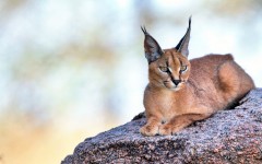 Desktop image. Animals. ID:65510