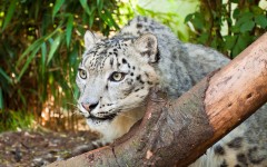 Desktop image. Animals. ID:65512