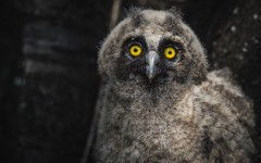 Desktop image. Animals. ID:65513