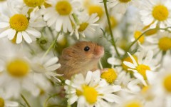 Desktop image. Animals. ID:65514