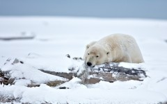 Desktop image. Animals. ID:65515