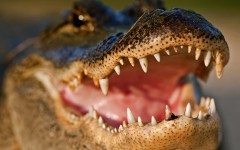 Desktop image. Animals. ID:65516