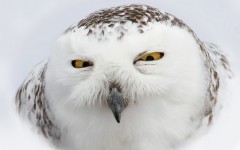 Desktop image. Animals. ID:65518