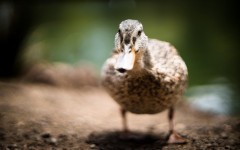 Desktop image. Animals. ID:65519