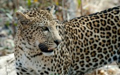 Desktop image. Animals. ID:65520