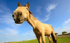 Desktop image. Animals. ID:65521