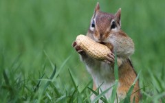 Desktop image. Animals. ID:65522