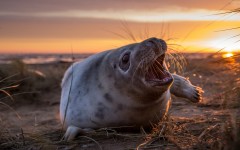 Desktop image. Animals. ID:65523