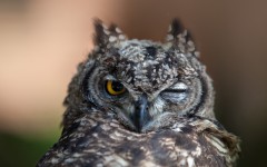 Desktop image. Animals. ID:65524