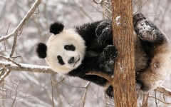 Desktop image. Animals. ID:65525