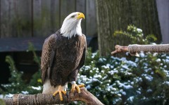 Desktop image. Animals. ID:65526