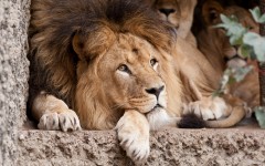 Desktop image. Animals. ID:65527