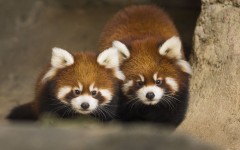 Desktop image. Animals. ID:65528