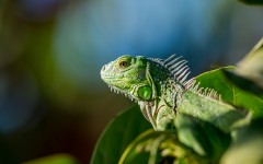 Desktop image. Animals. ID:65530