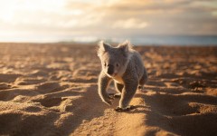 Desktop image. Animals. ID:65531