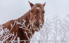 Desktop image. Animals. ID:65532