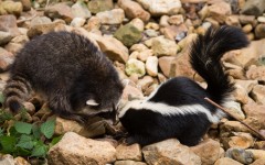 Desktop image. Animals. ID:65533