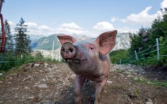 Desktop image. Animals. ID:65534