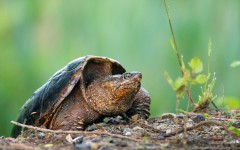 Desktop image. Animals. ID:65535