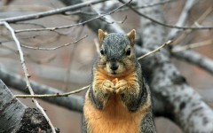 Desktop image. Animals. ID:65536