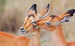 Desktop image. Animals. ID:65537